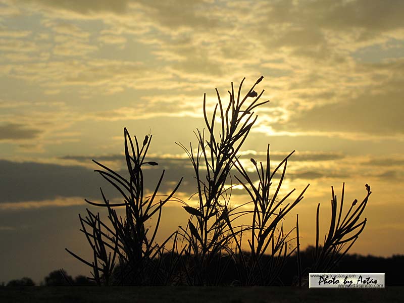 Schliessen von sonnenpracht0185.jpg