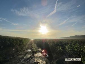 Klick für Originalgröße :sonnenpracht0307.jpg