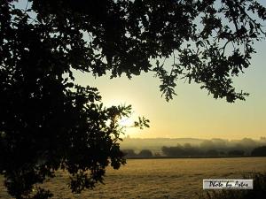 Klick für Originalgröße :sonnenpracht0337.jpg