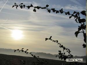 Klick für Originalgröße :sonnenpracht0384.jpg