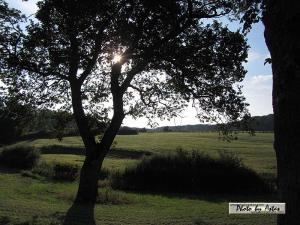 Klick für Originalgröße :sonnenpracht0407.jpg