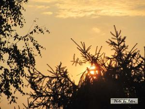 Klick für Originalgröße :sonnenpracht0472.jpg