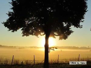 Klick für Originalgröße :sonnenpracht0487.jpg